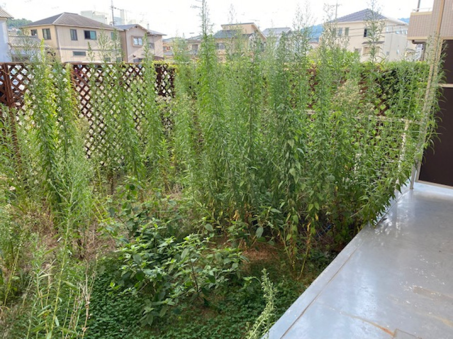 Before：